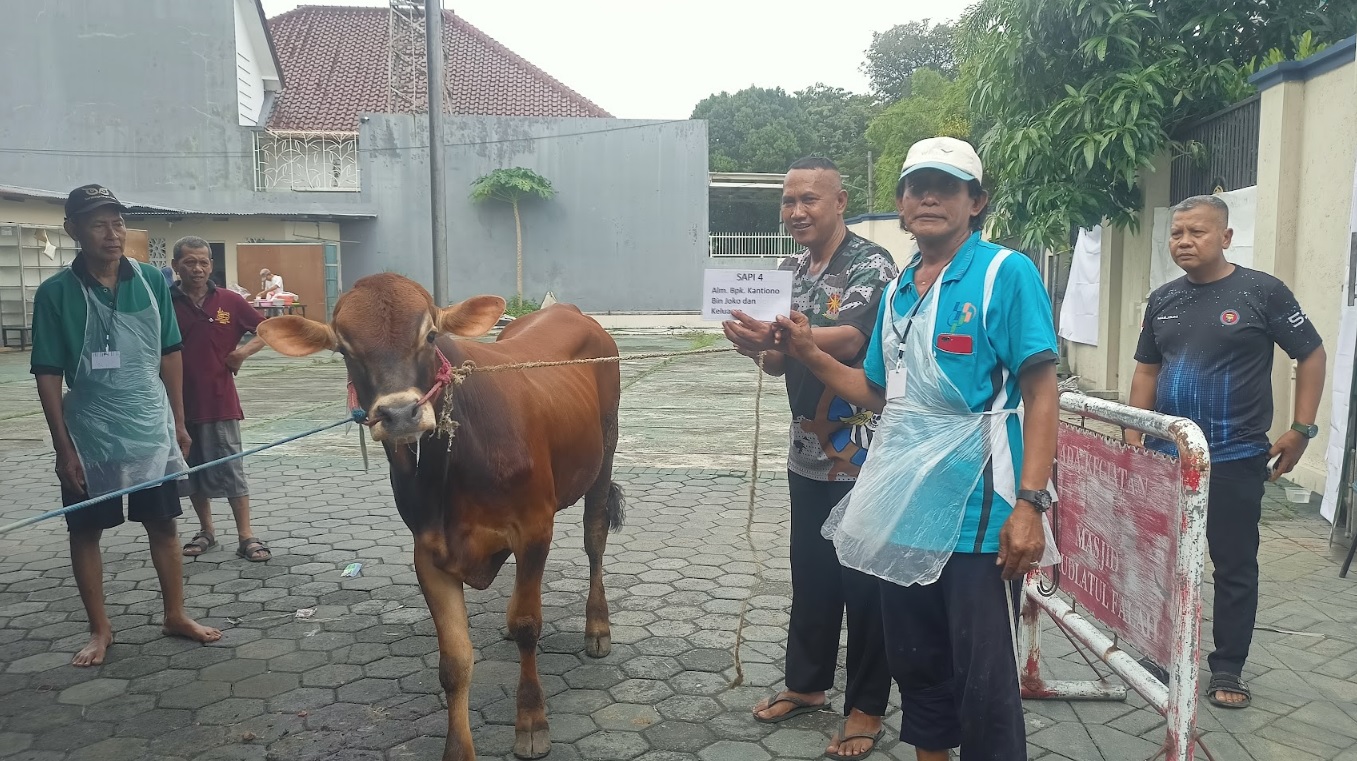 Sapi dari Alm Kantiono bin Joko dan Keluarga